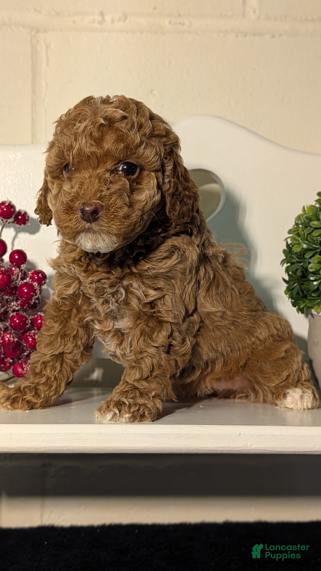 Miniature Poodle dogs for sale: Harper - Ad 9