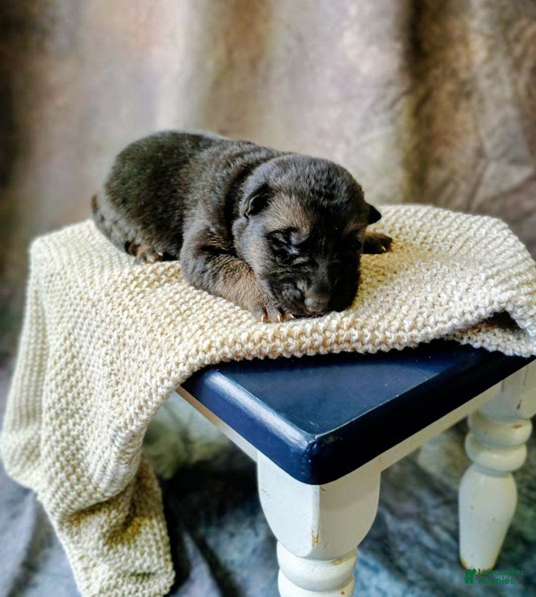 German Shepherd dogs for sale: Ember - Ad 4