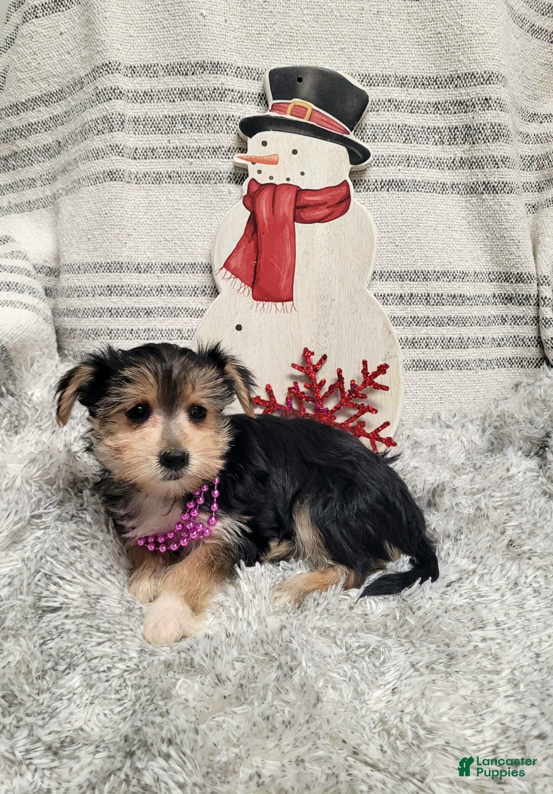 Morkie dogs for sale: Twix - Ad 5