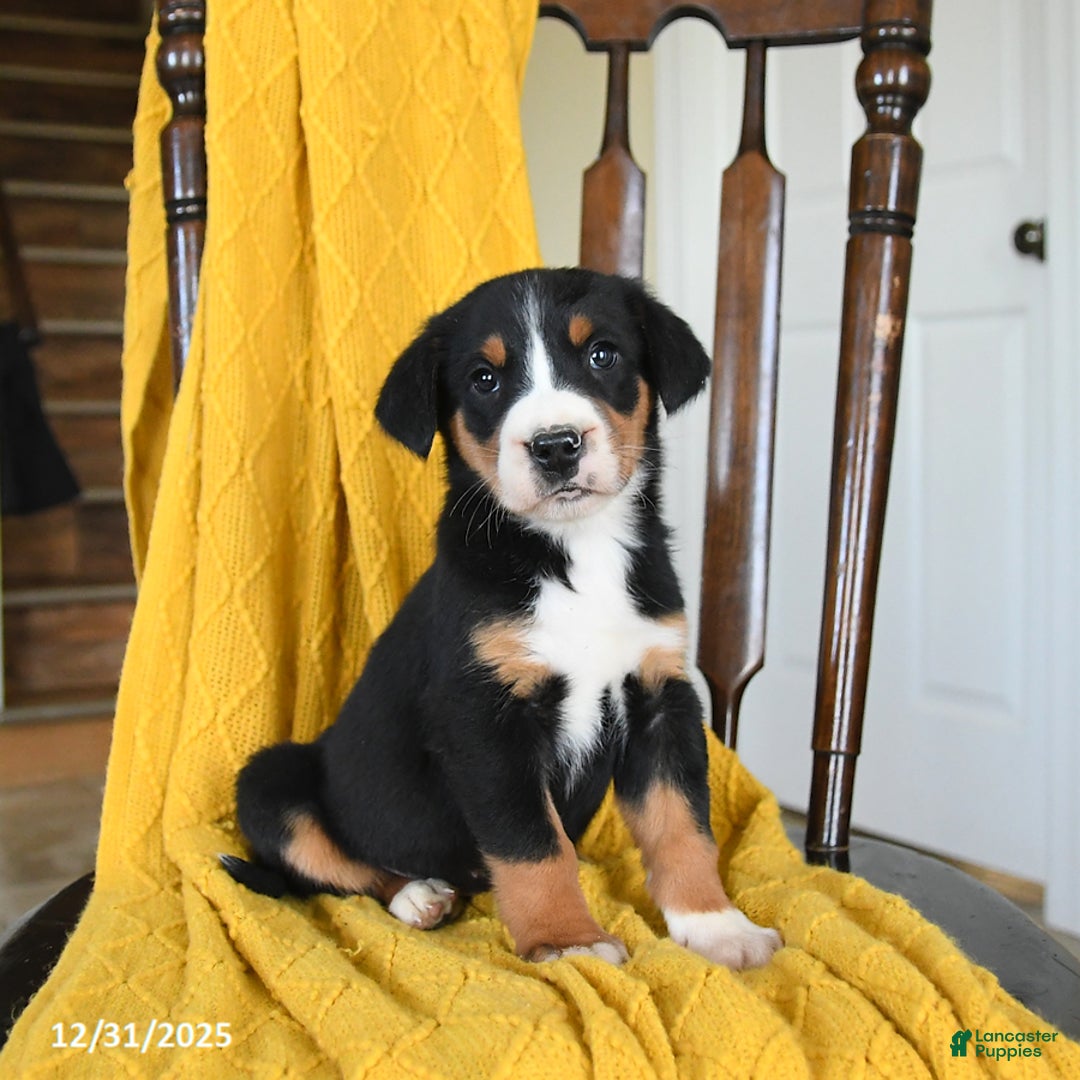 Greater Swiss Mountain Dog dogs for sale: Vanilla - Ad 2