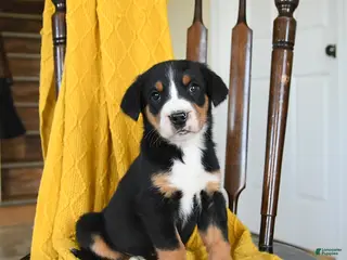 Greater Swiss Mountain Dog dogs Vanilla - Ad 2