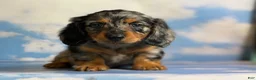 Miniature Dachshund dogs for sale: Akc Kirby LH OFA PRA clear chocolate carrier  - Ad 4