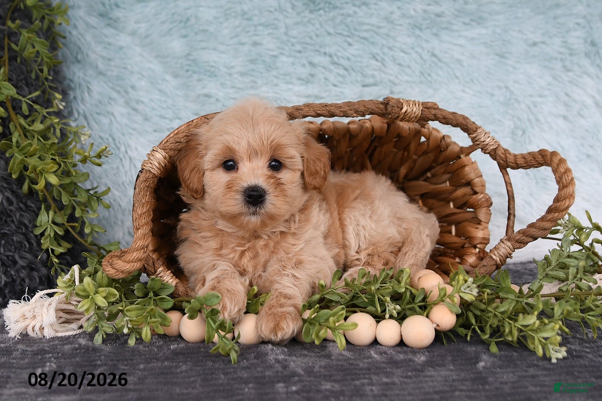 Havapoo dogs Beacon - Ad 2