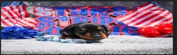 Doberman Pinscher dogs for sale: Boy 1 - Ad 2