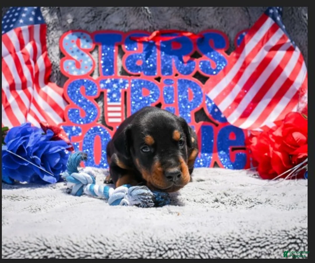 Doberman Pinscher dogs for sale: Boy 1 - Ad 2
