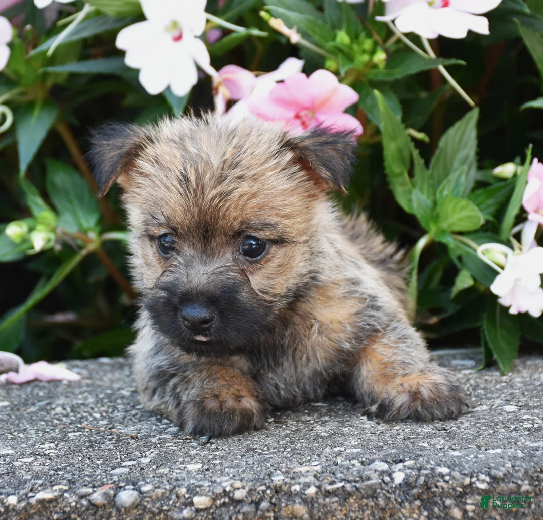 Cairn Terrier dogs for sale: Ariel - Ad 2
