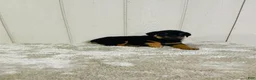 Rottweiler dogs for sale: Rottweiler 2 - Ad 9