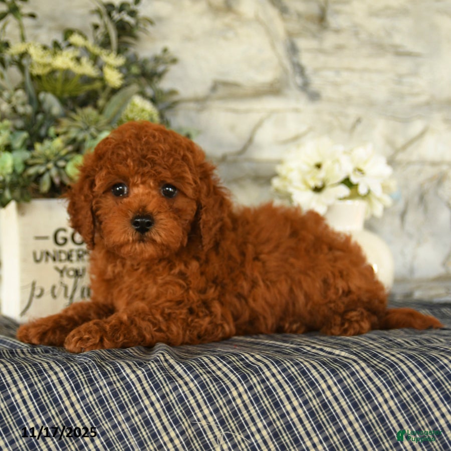 Miniature Poodle dogs Ozzie - Ad 2