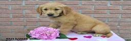 Golden Retriever dogs for sale: Willow - Ad 3
