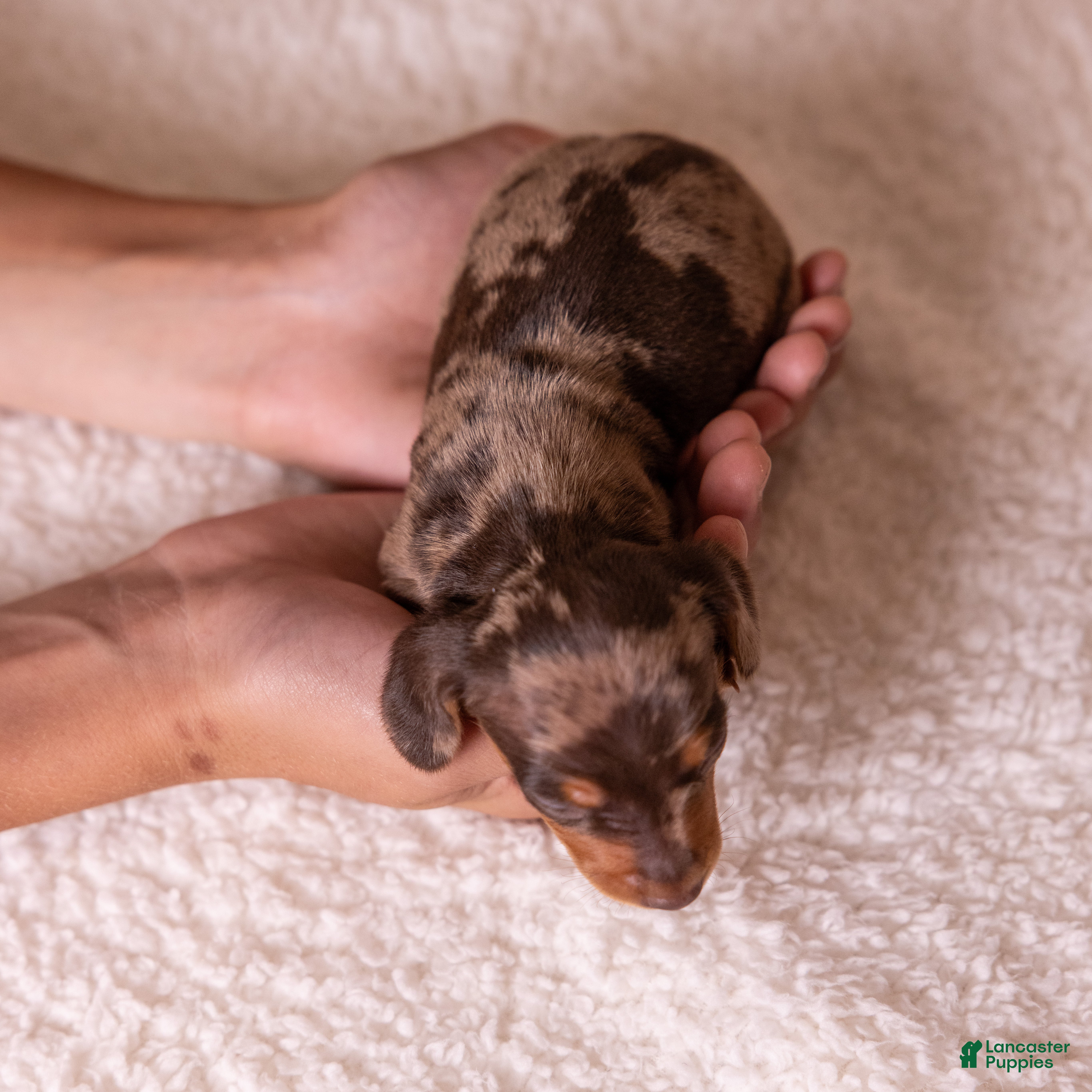 Miniature Dachshund dogs Canyon - Ad 2
