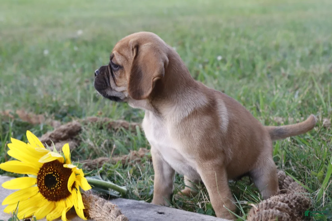 Puggle dogs for sale: Allie - Ad 2