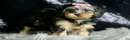 Yorkiepoo dogs for sale: Daphne - Ad 6