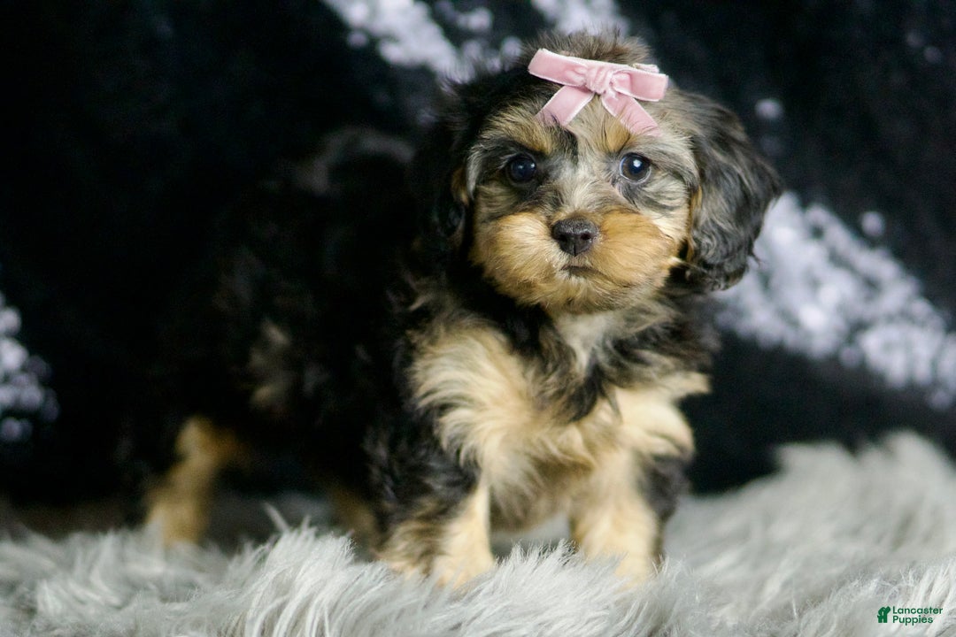 Yorkiepoo dogs for sale: Daphne - Ad 6