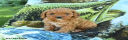 Cavapoo dogs for sale: Madison - Ad 1