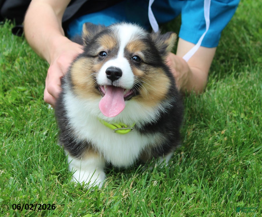 Welsh Corgi Pembroke dogs for sale: Doyle - Ad 2