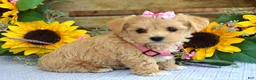 Maltipoo dogs for sale: Tessa - Ad 6