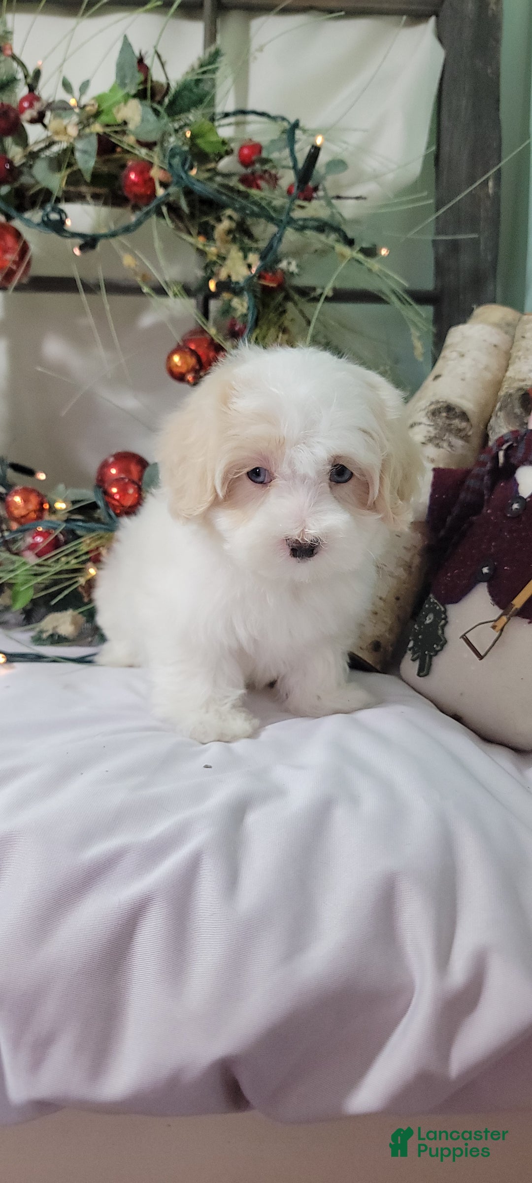 Maltipoo dogs for sale: April - Ad 4