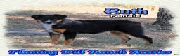 Miniature Australian Shepherd dogs for sale: Ruth - Ad 4