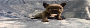 French Bulldog 3