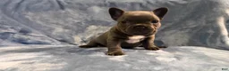 French Bulldog dogs for sale: French Bulldog 3 - Ad 1