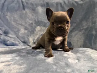 French Bulldog dogs French Bulldog 3 - Ad 26