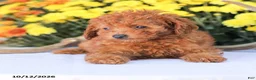Miniature Poodle dogs for sale: Cathy - Ad 11