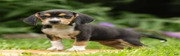 Beagle dogs for sale: Harmony - Ad 2