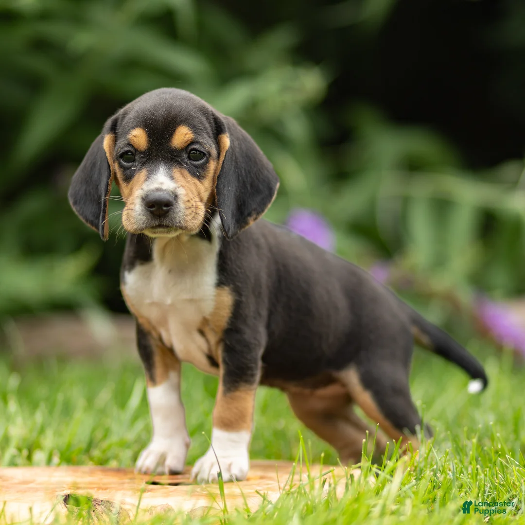 Beagle dogs for sale: Harmony - Ad 2