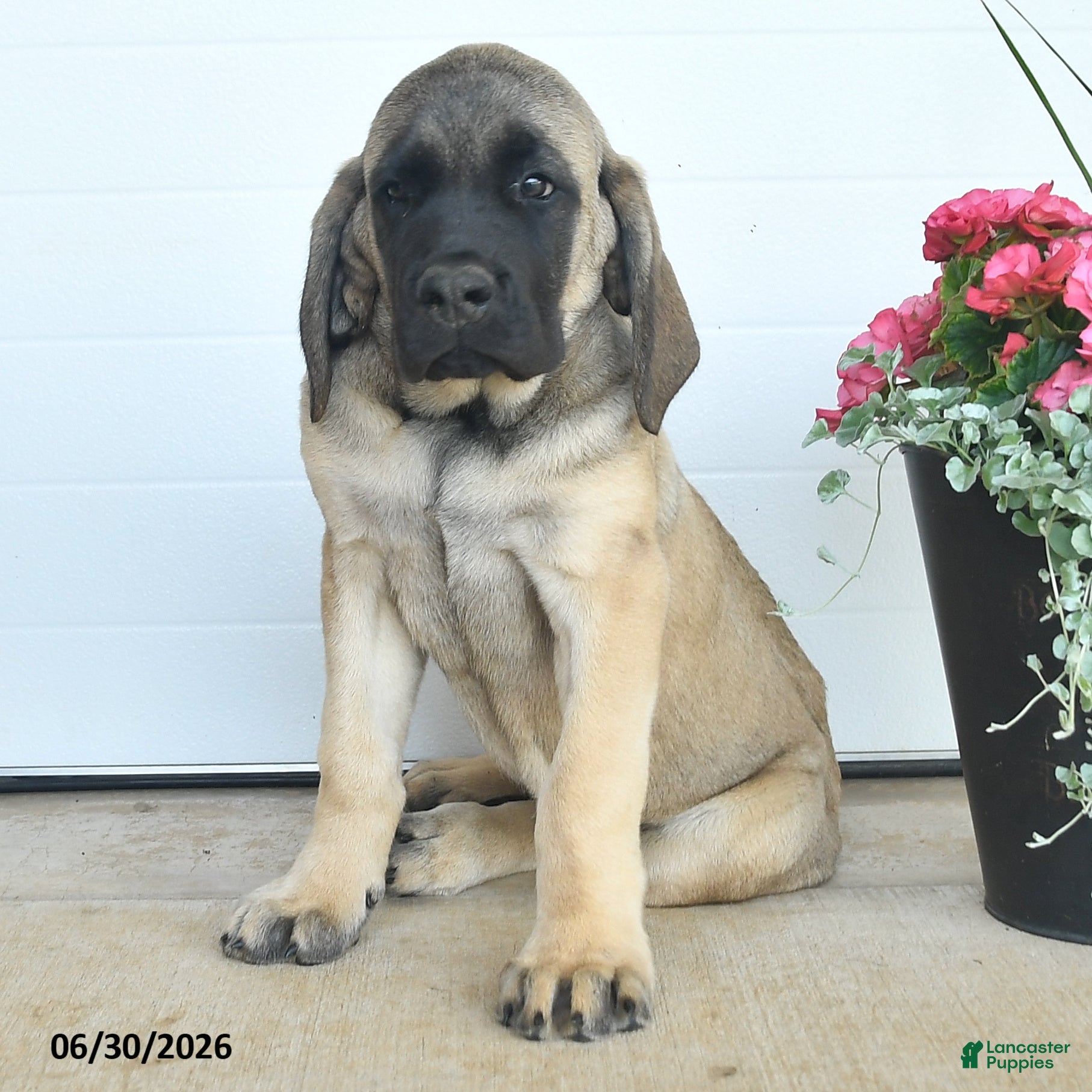 English Mastiff dogs Daisy - Ad 2