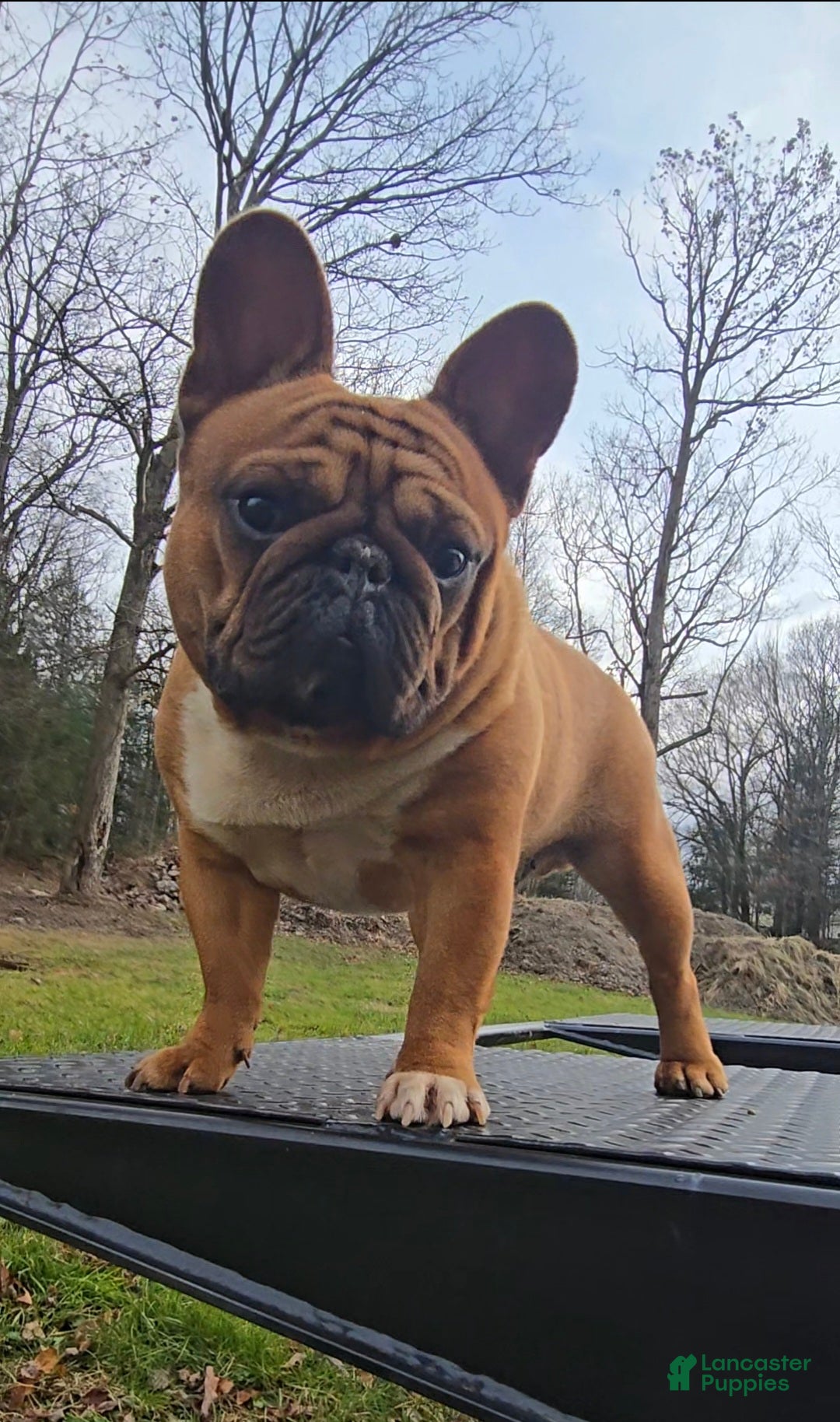 French Bulldog dogs for stud: French Bulldog 1 puppies - Ad 5