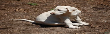 Labrador Retriever 2 sophie
