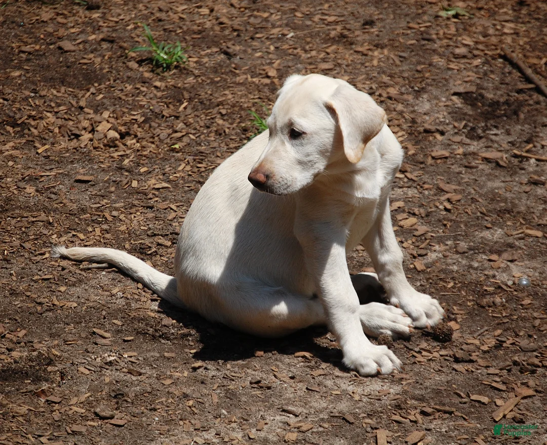 Labrador Retriever dogs for sale: Labrador Retriever 2 sophie - Ad 1