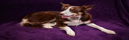 Border Collie dogs for sale: Chase  - Ad 3