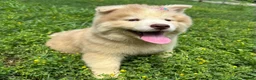 Siberian Husky dogs for sale: RAYA - Ad 22