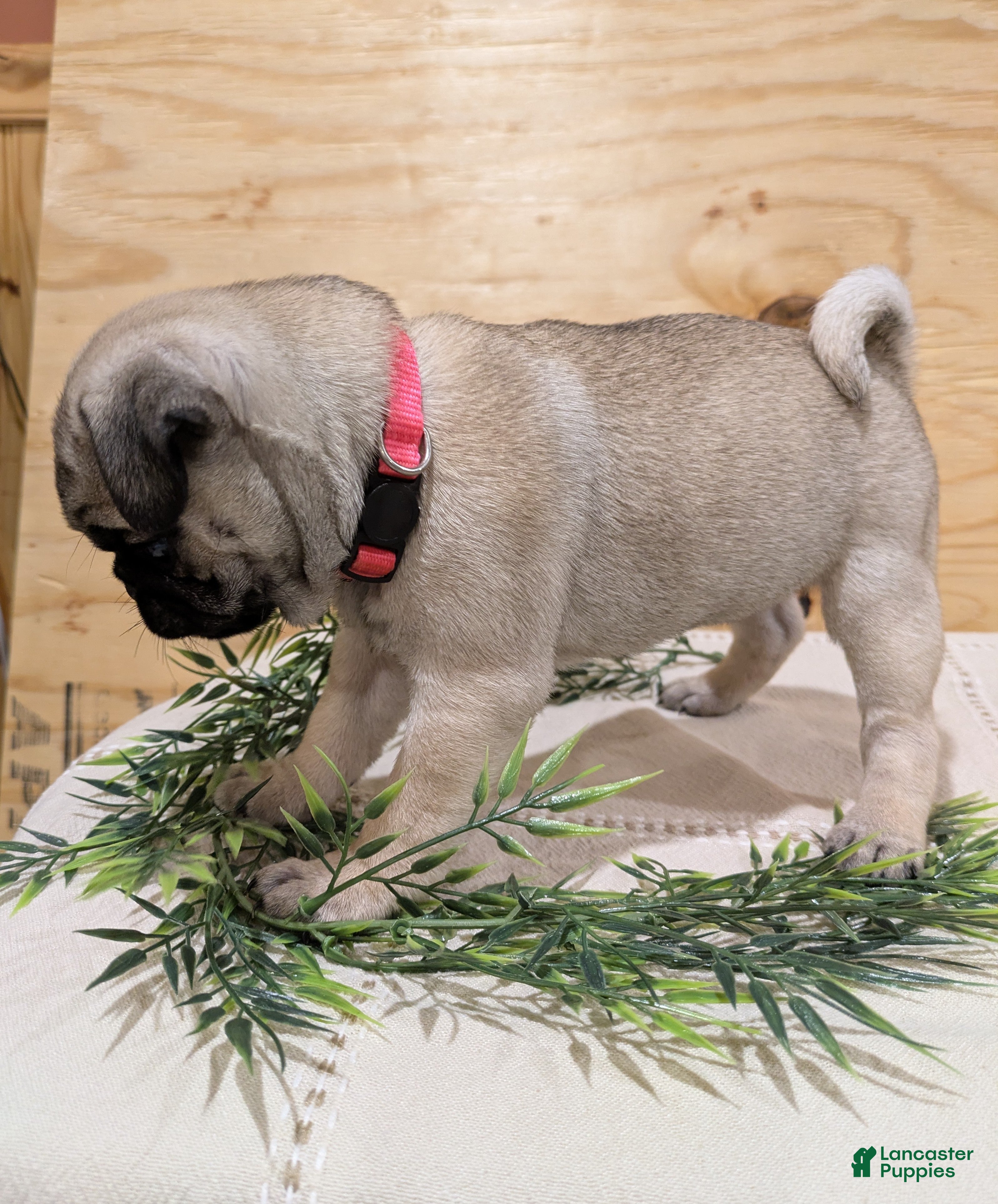 Pug dogs Lady - Ad 2