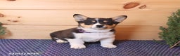 Welsh Corgi Pembroke dogs for sale: Sprite - Ad 3