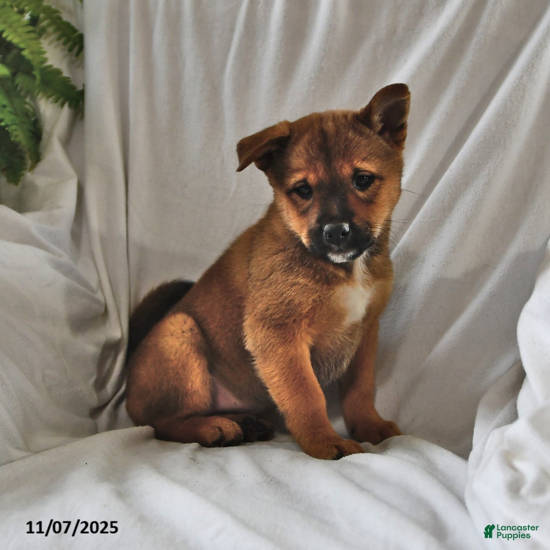Mixed Breed dogs for sale: Missy - Ad 14