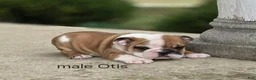 English Bulldog dogs for sale: English Bulldog Puppy 1 - Ad 9