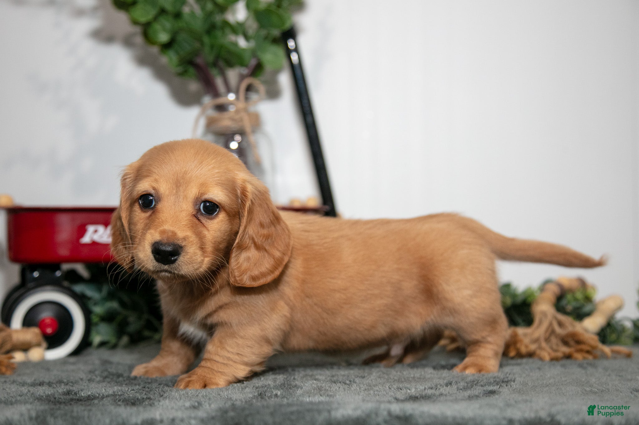 Miniature Dachshund dogs Duke - Ad 1
