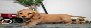 Duke