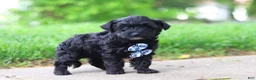 Yorkiepoo dogs for sale: Pat - Ad 4