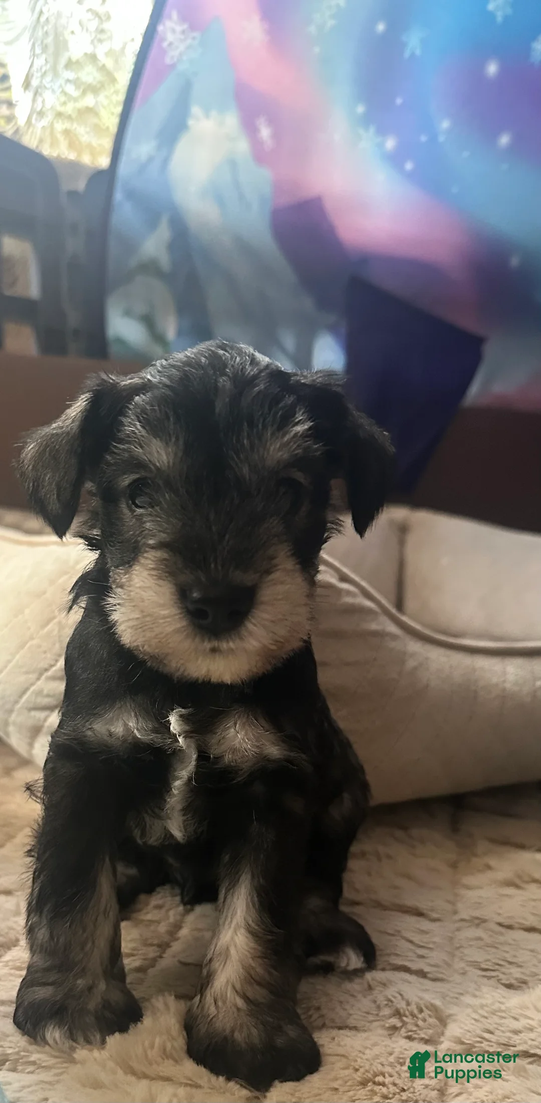 Miniature Schnauzer dogs for sale: Miniature Schnauzer 1 Rocco - Ad 2