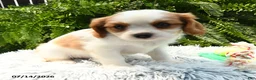 Cavalier King Charles Spaniel dogs for sale: Jaxton - Ad 4