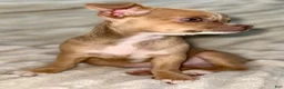 Chihuahua dogs for sale: Chihuahua Puppy 1 - Ad 3
