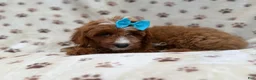 Cavapoo dogs for sale: Bailey - Ad 7