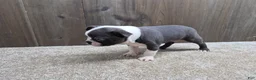 Boston Terrier dogs for sale: Smokey - Ad 7