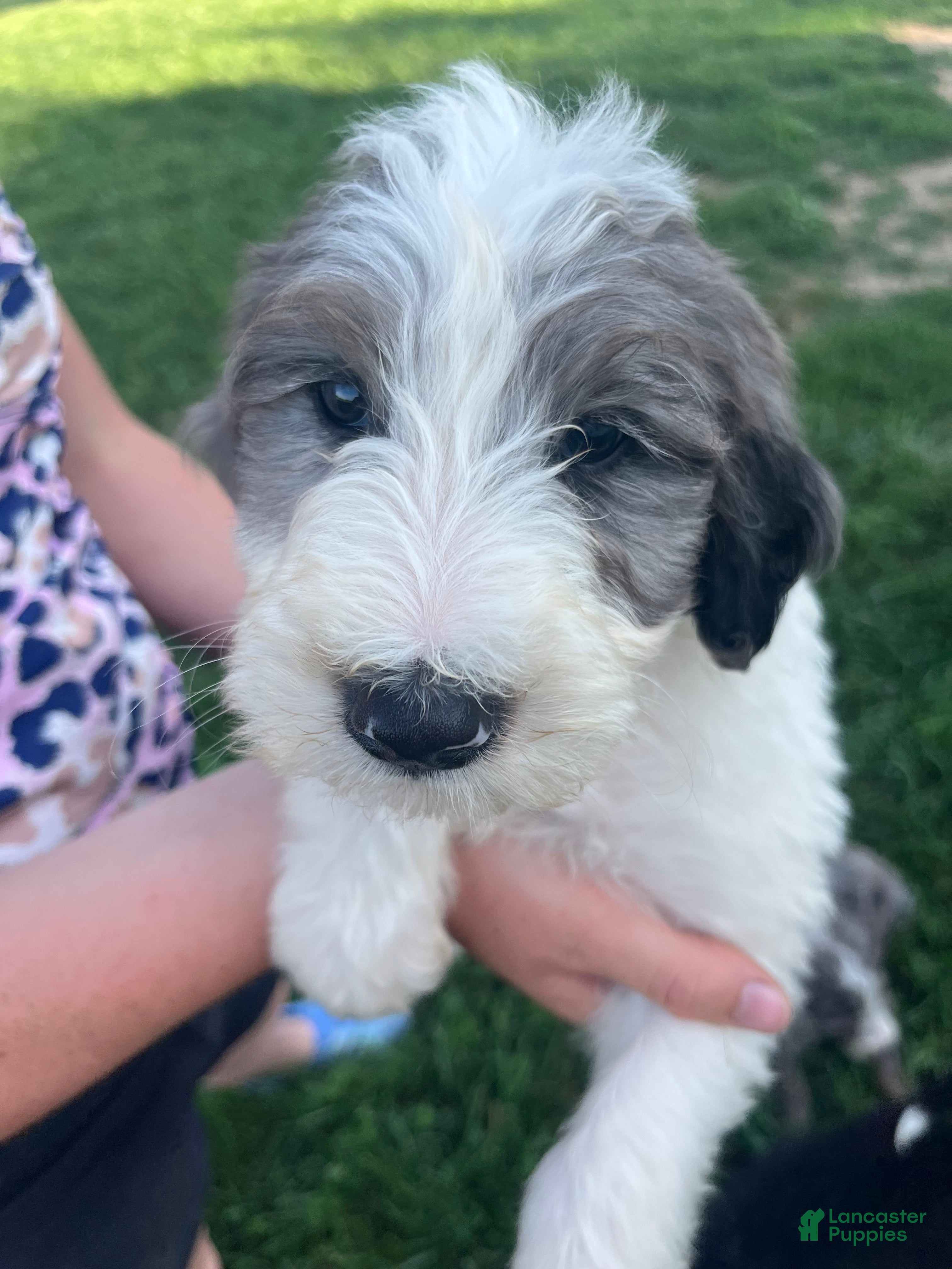 Sheepadoodle dogs Sheepadoodle 2 - Ad 2