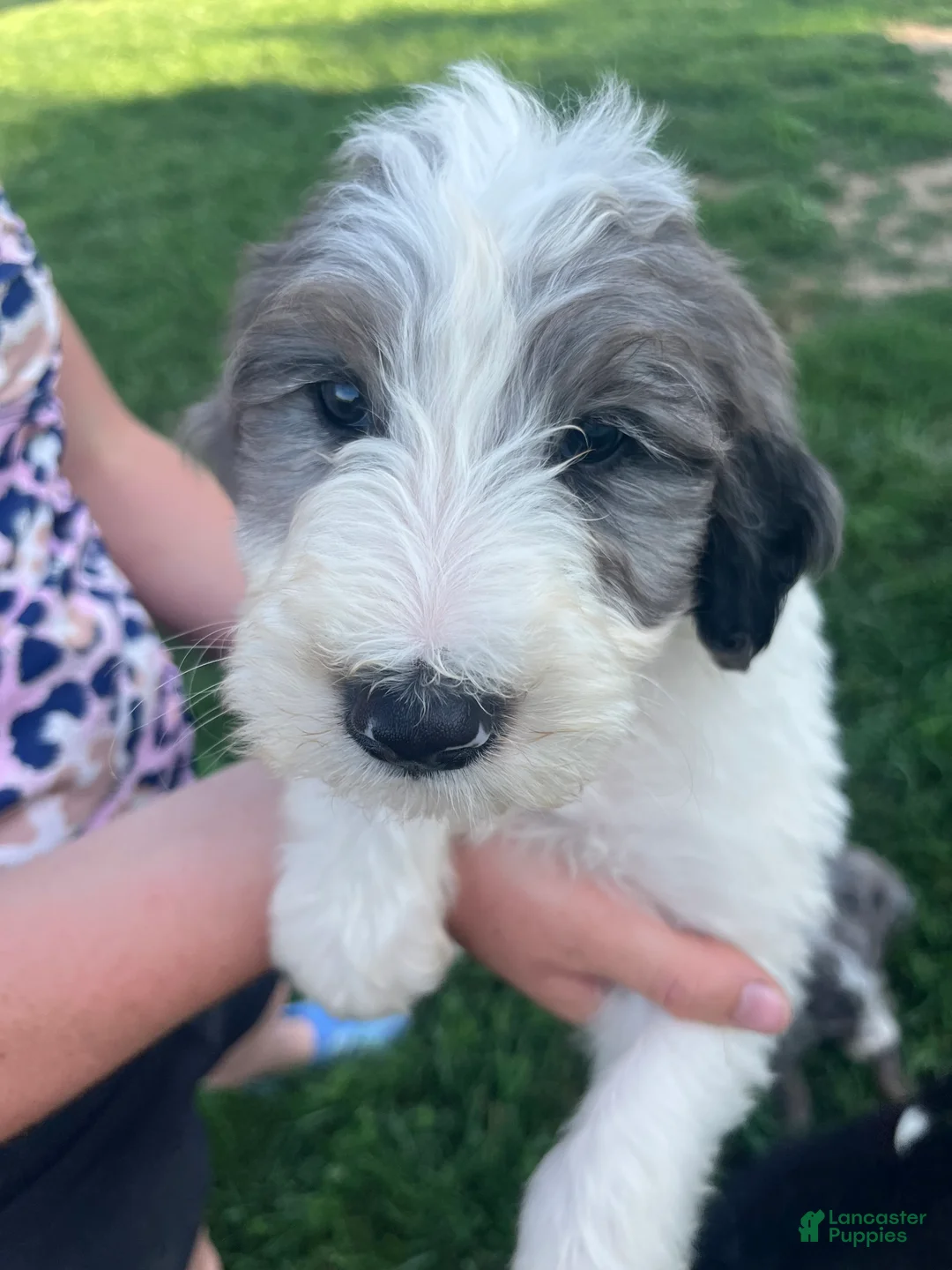Sheepadoodle dogs for sale: Sheepadoodle 2 - Ad 2