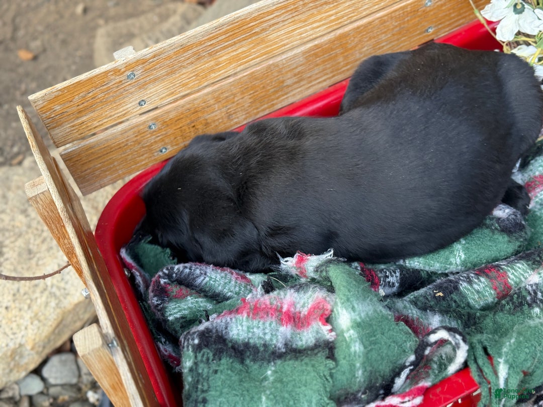 Mixed Breed dogs for sale: Rubie - Ad 9