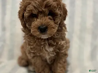 Maltipoo dogs Graham - Ad 16